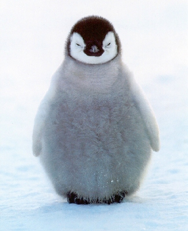 Pingvin fióka