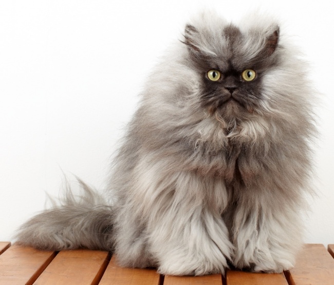 Miau ezredes - ha minden igaz, jelenleg a világ leghosszabb szőrű macskája