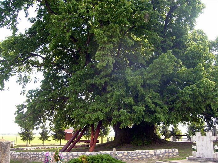 700 éves fa