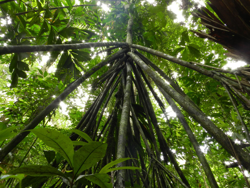 Ecuadori sétáló fa