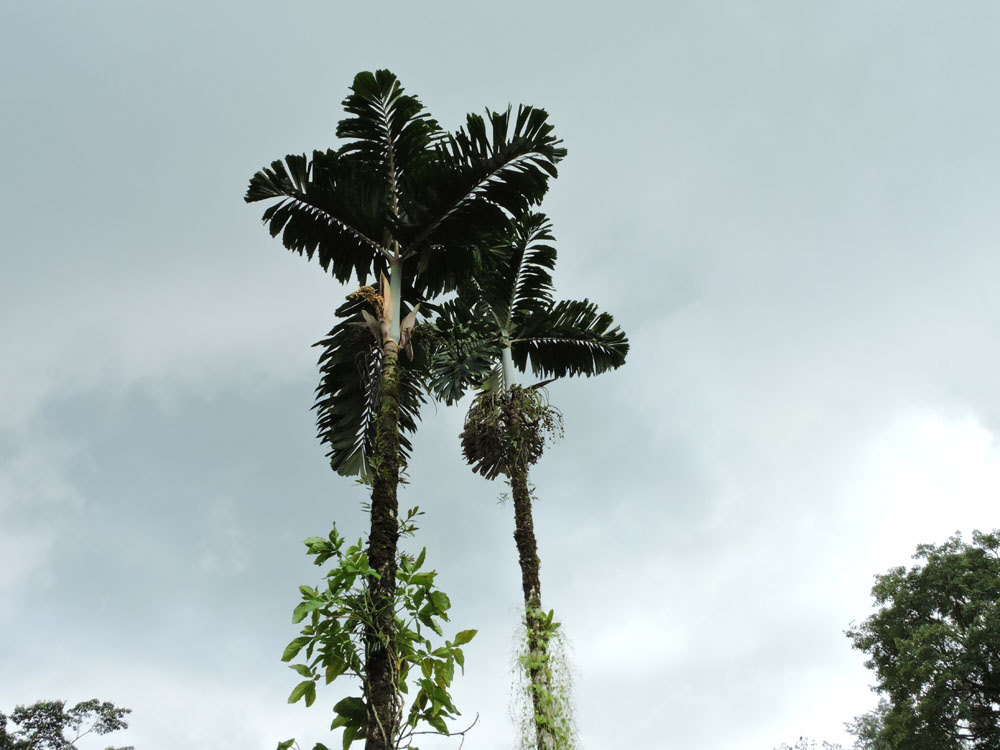 Ecuadori sétáló fa