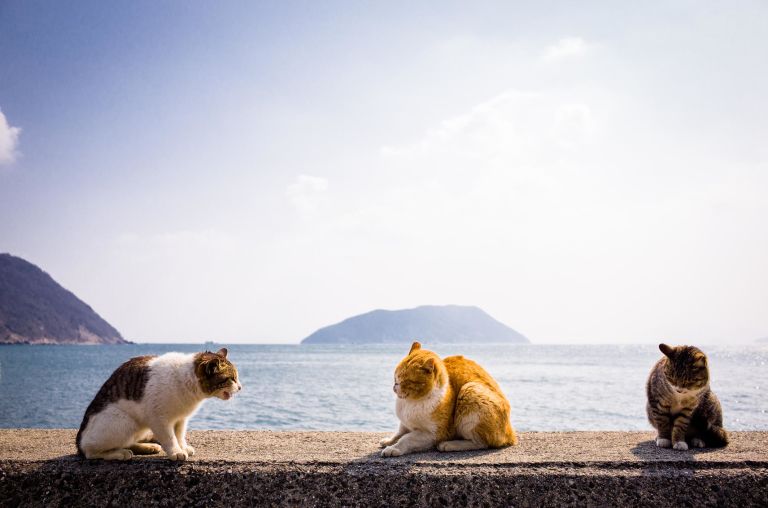 Macskák szigete