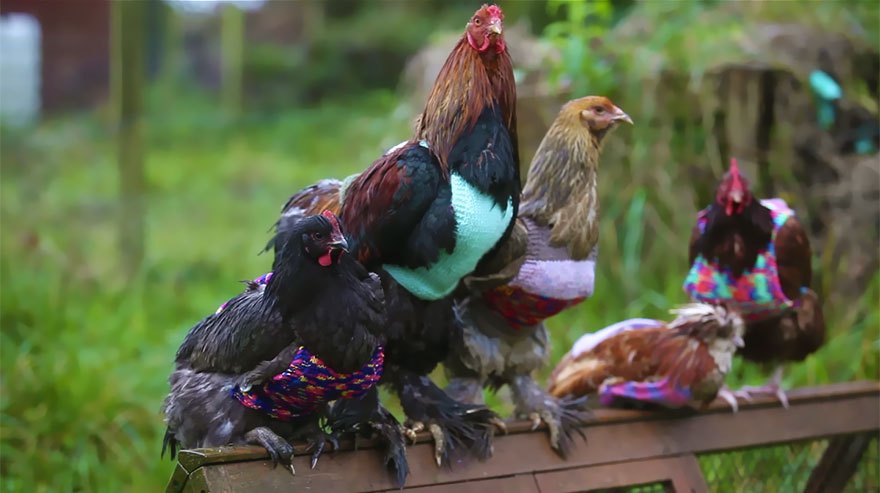 Csirkék kötött pulóverben